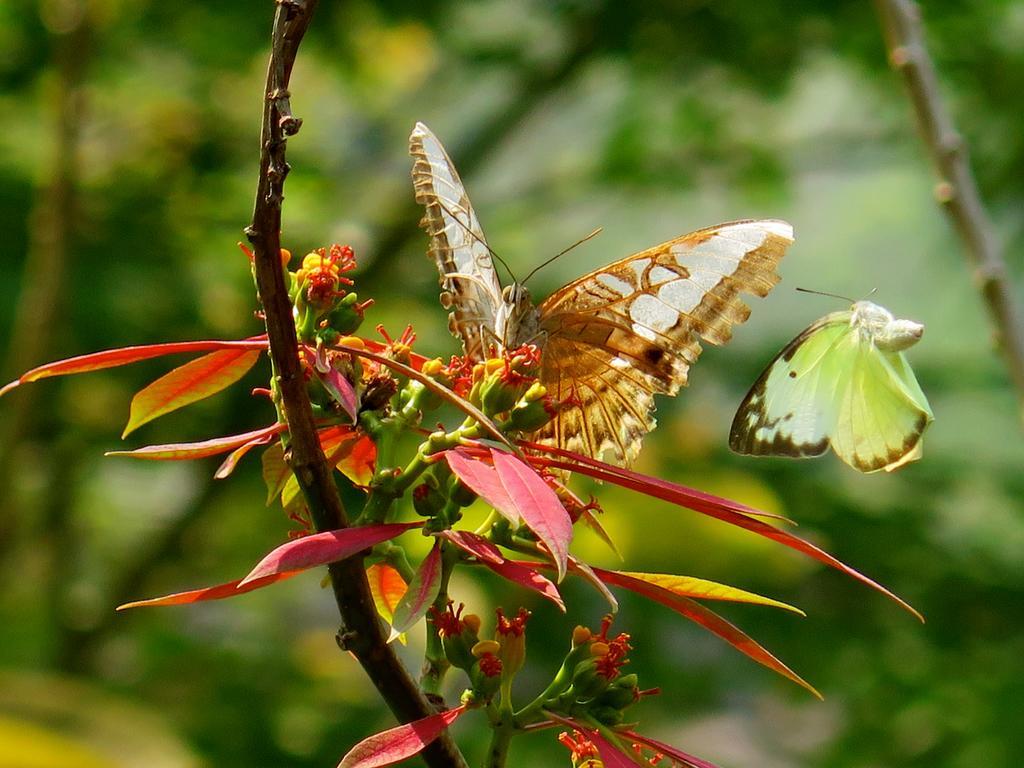 לואנג פרבאנג Hillside - Nature Lifestyle Lodge מראה חיצוני תמונה
